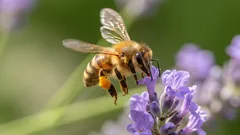 Das geheime Leben der Bienen – faszinierende Einblicke in ihren Alltag