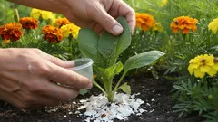Gartenpflanze wird gepflegt, Pflanzenpflege mit Dünger umgeben von gelben und orange Blumen.